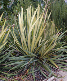 Variegated yellow and green foliage of Yucca